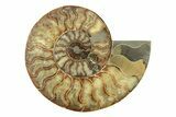 Very Large, Cut & Polished Ammonite Fossil - Madagasar #239223-3